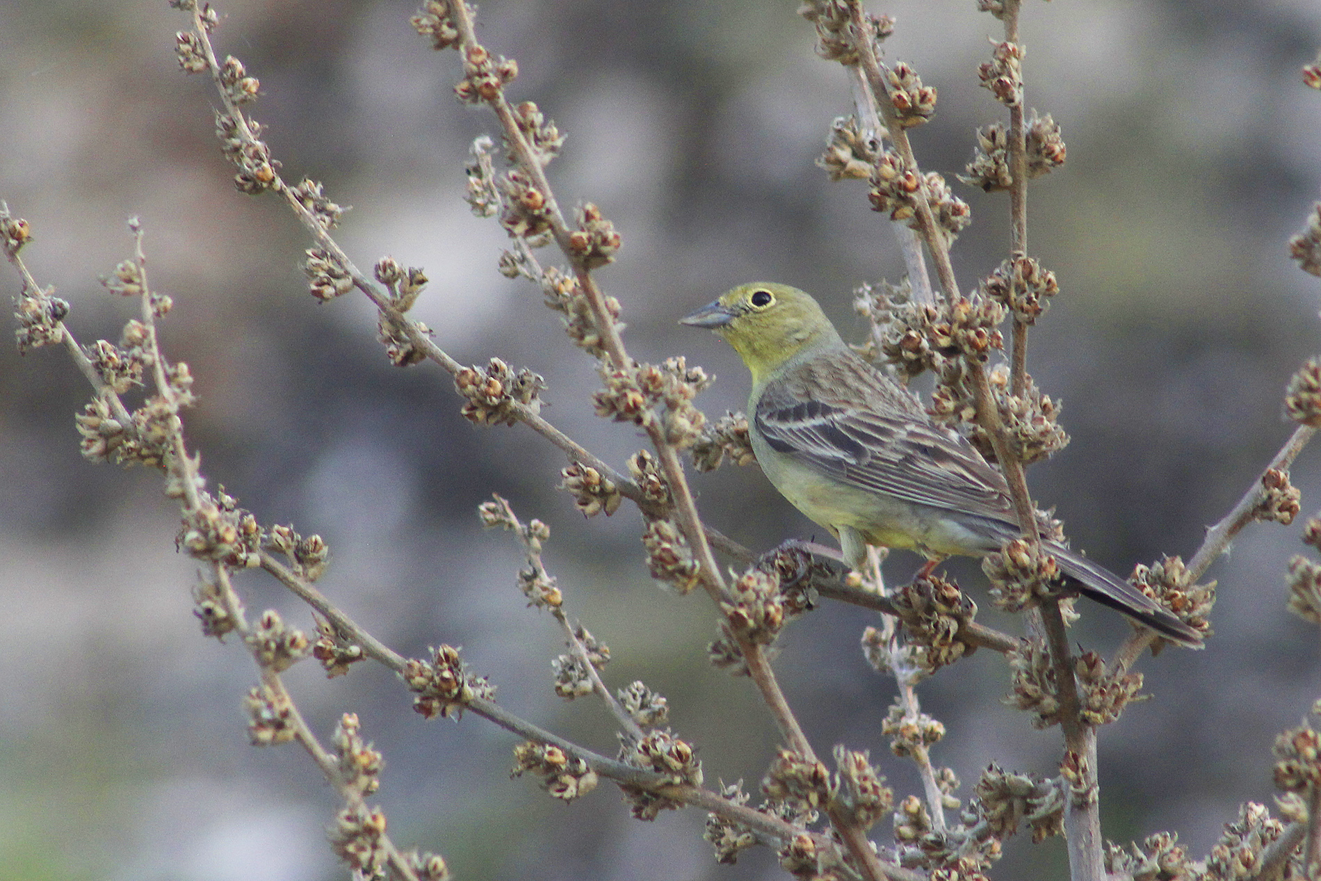 Cinereous Bunting